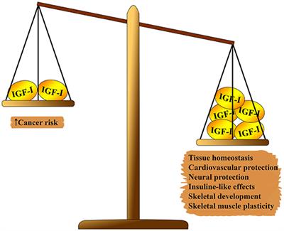 ROLE of IGF-1 System in the Modulation of Longevity: Controversies and New Insights From a Centenarians' Perspective